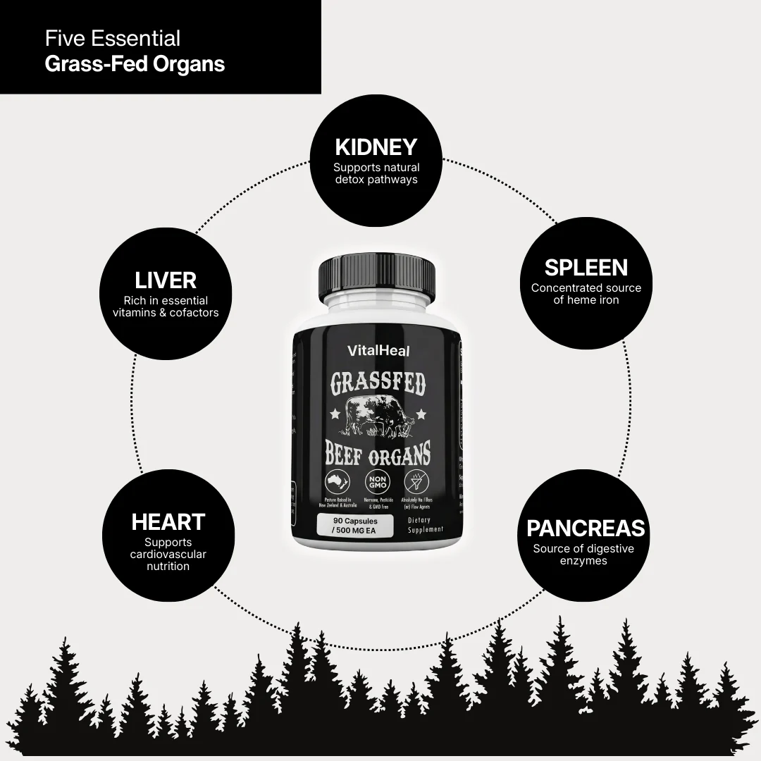 Grass Fed Beef Organs – Beef Organ Superfood Supplement for Energy, Immune & Digestive Support - Image 3